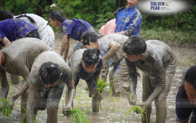 Grade 7 Students Celebrate National Paddy Day with Hands-On Farming Experience