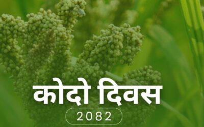 कोदो : स्थानीय सम्पदा, समृद्धिको आधार